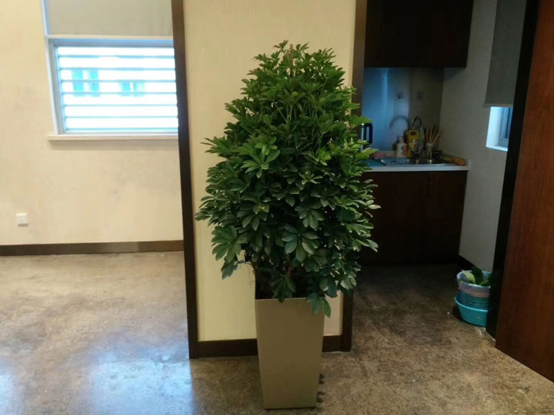 招财树