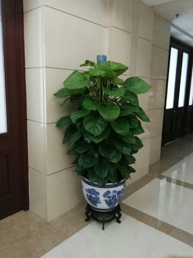 花卉租摆绿萝