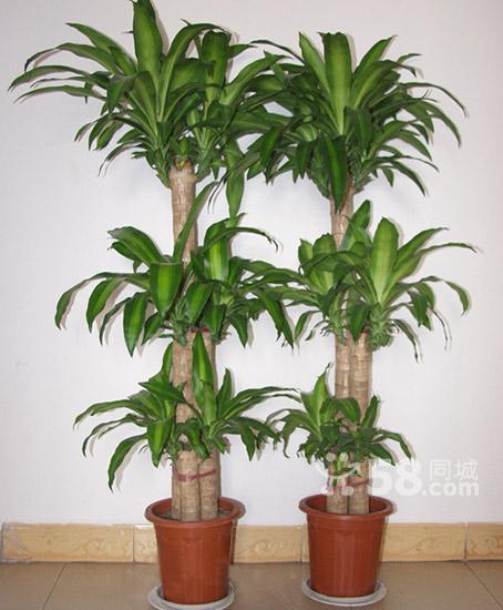 绿植租摆公司