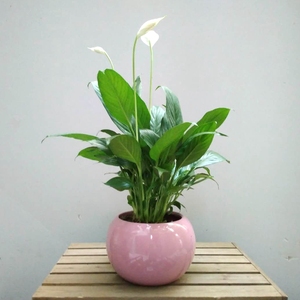 北京花卉租摆-北京花卉租赁-北京绿植租摆-北京绿植租赁公司