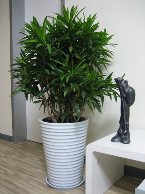 北京植物租摆