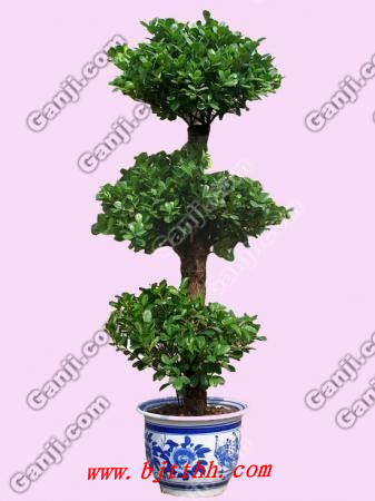 北京花卉绿植养护-榕树黄叶掉叶怎么办