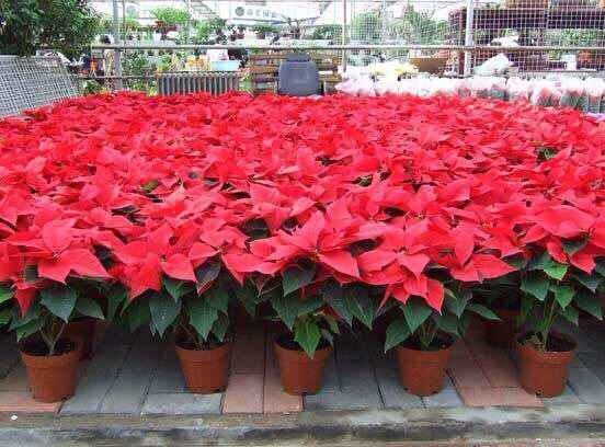 花卉植物八仙花的介绍