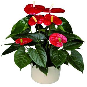 北京花卉养护公司介绍