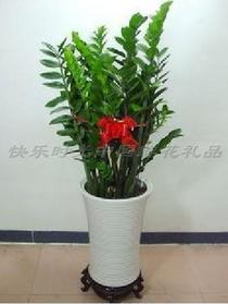绿植花卉金钱树
