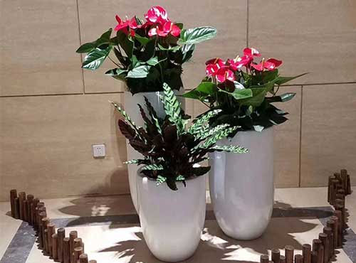 北京绿植花卉租摆公司