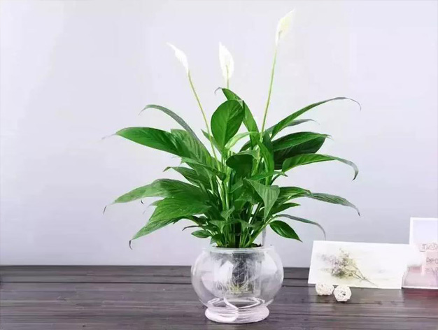 北京绿植租摆：万年青的养殖方法和注意事项