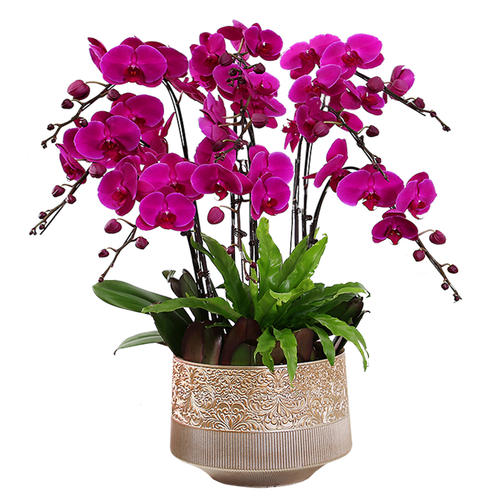 种植花卉盆栽无尽夏的养护经验