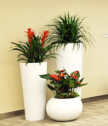 绿植花卉养护