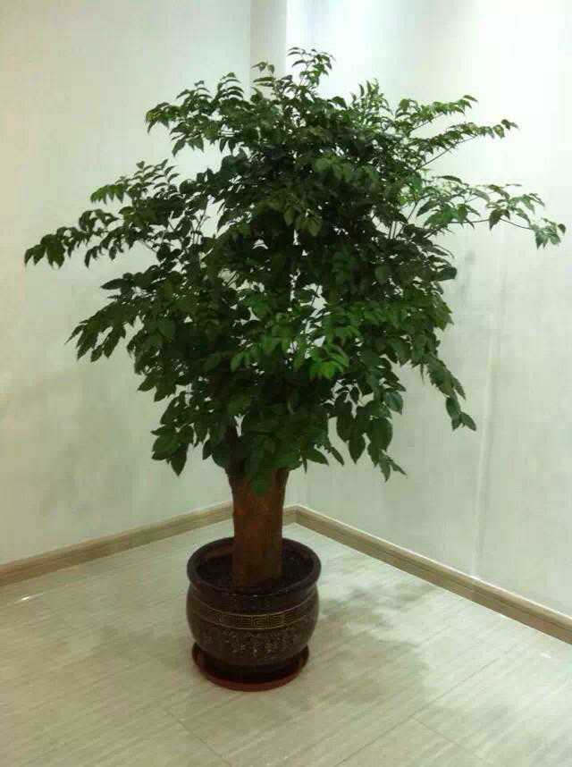 北京办公室植物租赁方案