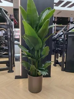 北京绿植租摆天堂鸟