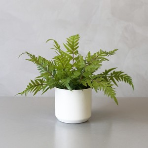 绿植租摆北京绿植租摆北京绿植租摆价格北京办公室绿植租摆方案