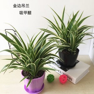 海淀区绿植租摆海淀区植物租赁海淀区办公室花卉租赁养护